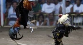 SIBAYAK99 : PLATFORM ONLINE AYAM SABUNG TERBAIK 2025