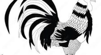 NAGATOTO88 : SITUS SABUNG AYAM ONLINE DEPOSIT VIA DANA