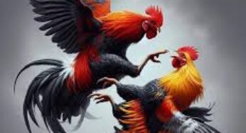 KINGCUAN138 : LOGIN AGEN BERTARUH SABUNG AYAM MUDAH CUAN 2025