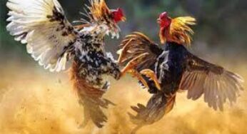 SCATTER99 : PLATFORM BERTARUH SABUNG AYAM LIVE ARENA TERLENGKAP