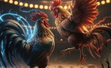 sabung ayam
